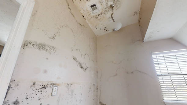 Best Airborne Mold Testing  in Farm Loop, AK
