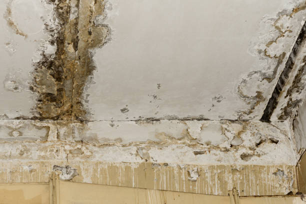 Best Black Mold Removal  in Farm Loop, AK