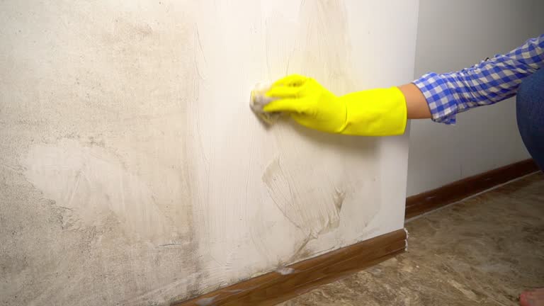 Trusted Farm Loop, AK Mold Removal Experts