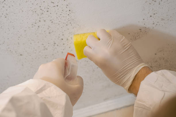Best Asbestos and Lead Testing During Mold Inspection  in Farm Loop, AK