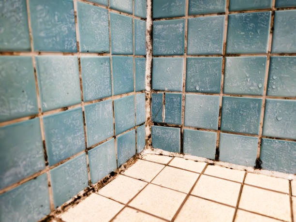 Best Mold Odor Removal Services  in Farm Loop, AK