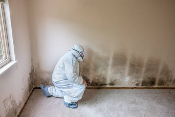 Best Commercial Mold Inspection  in Farm Loop, AK